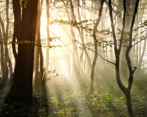 Waldlandschaft mit Sonnenstrahl | © Stefan Körber - Fotolia